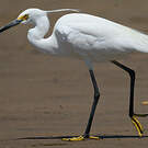 Aigrette dimorphe