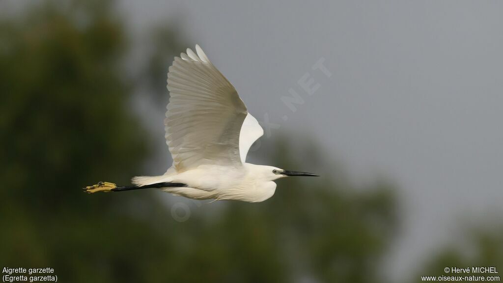 Little Egret