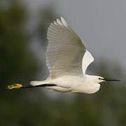 Aigrette garzette