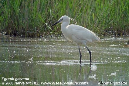 Aigrette garzetteadulte