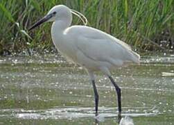 Aigrette garzette