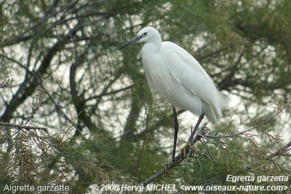 Aigrette garzetteadulte