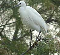 Aigrette garzette