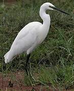 Aigrette garzette