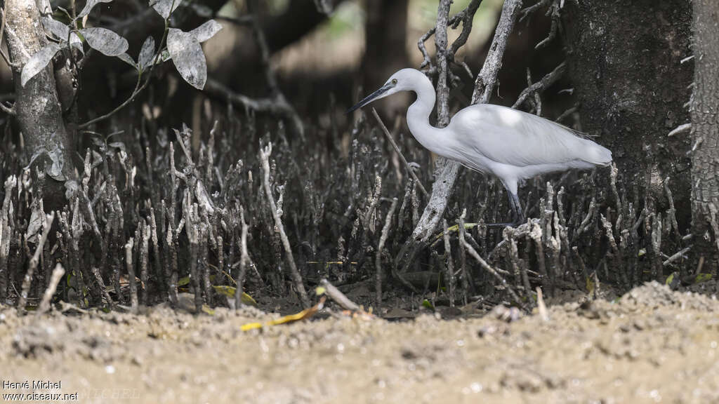 Aigrette garzette