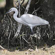 Aigrette garzette