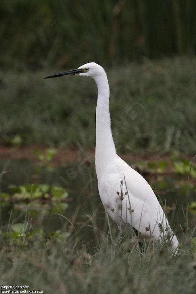 Little Egretadult