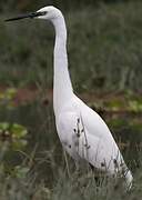 Little Egret