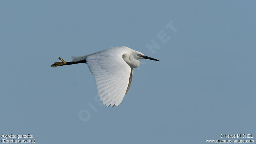 Little Egret