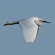 Aigrette garzette