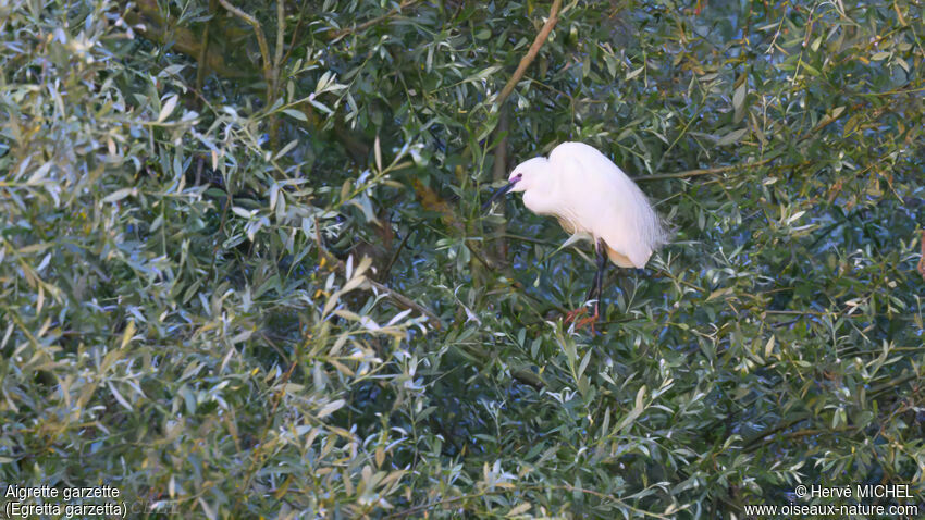 Little Egretadult breeding, courting display