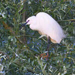 Aigrette garzette