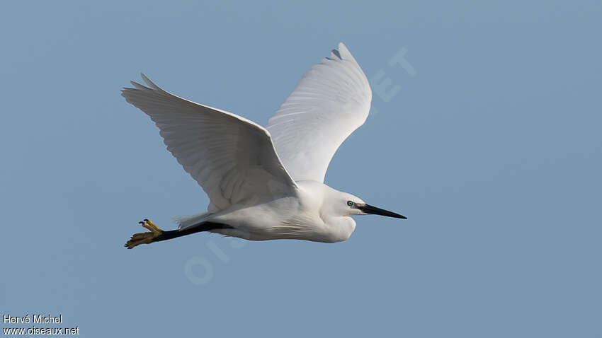 Little Egret