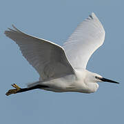 Little Egret