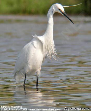 Aigrette garzette