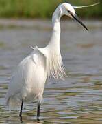 Aigrette garzette