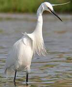 Little Egret