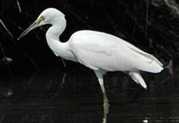 Aigrette garzette