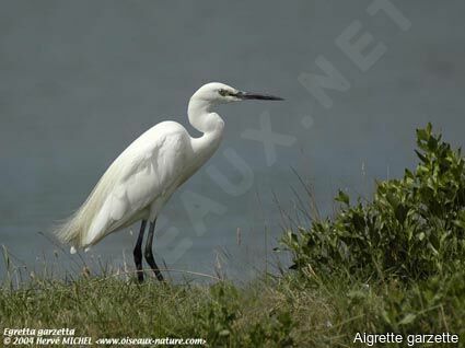 Aigrette garzette