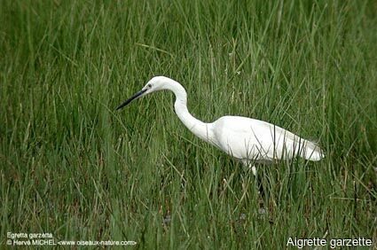 Aigrette garzette