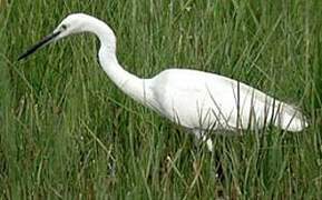 Aigrette garzette