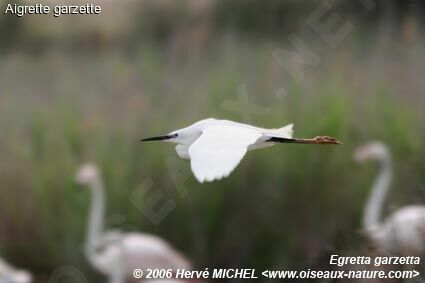 Aigrette garzetteadulte nuptial