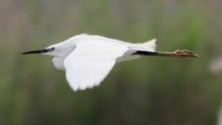 Aigrette garzette