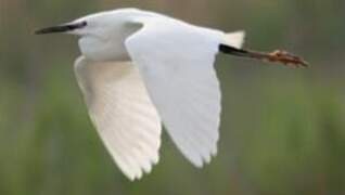 Little Egret