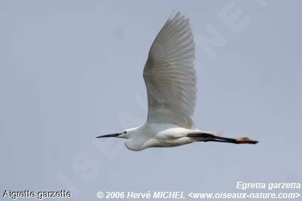 Little Egretadult