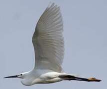 Aigrette garzette