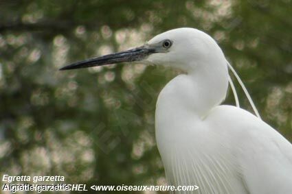 Little Egretadult