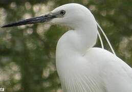 Little Egret