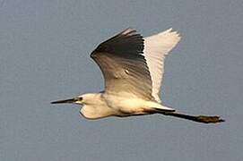 Aigrette neigeuse