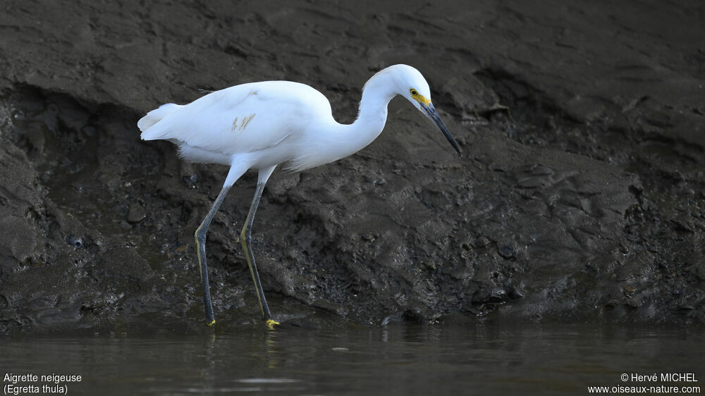 Snowy Egret