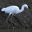 Aigrette neigeuse