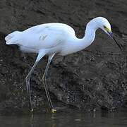 Aigrette neigeuse