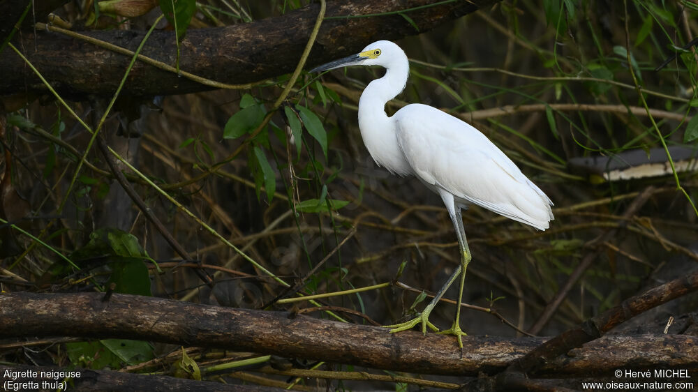 Snowy Egret