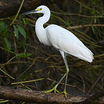 Aigrette neigeuse