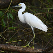 Snowy Egret