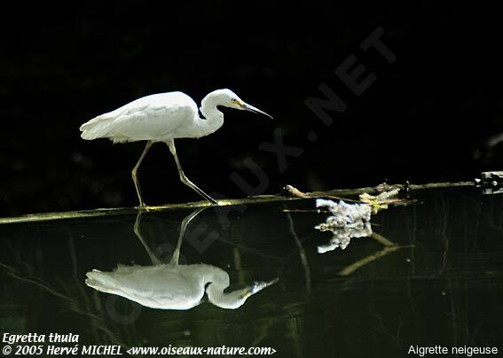 Aigrette neigeuse