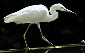 Aigrette neigeuse