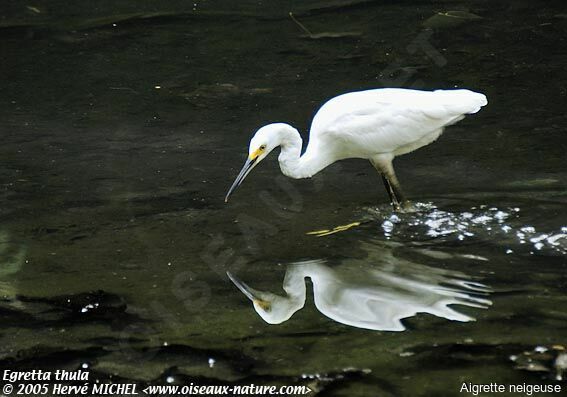 Aigrette neigeuse