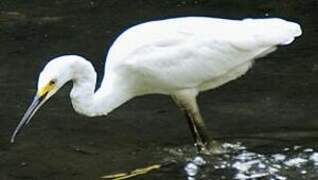 Aigrette neigeuse