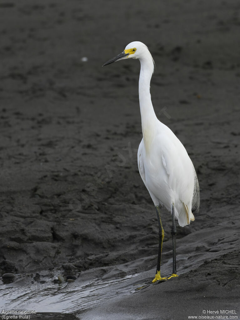 Snowy EgretFirst year