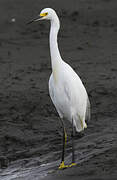 Aigrette neigeuse