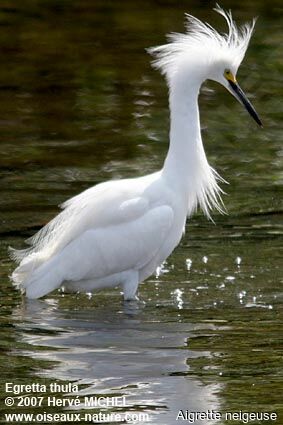 Aigrette neigeuse mâle adulte nuptial