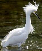 Snowy Egret