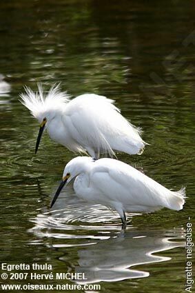 Snowy Egret adult breeding