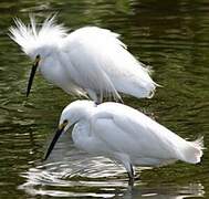 Aigrette neigeuse