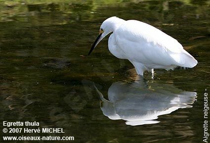 Aigrette neigeuseadulte nuptial